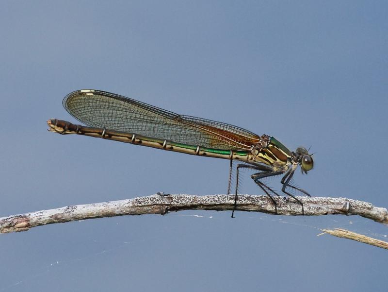 Photo of American Rubyspot