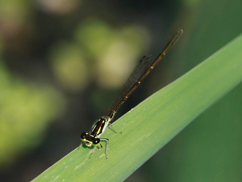 Photo of Fragile Forktail