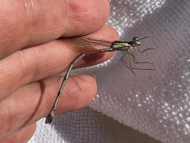 Photo of Slender Spreadwing