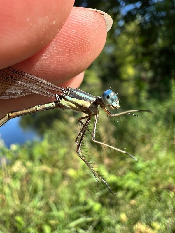 Photo of Slender Spreadwing