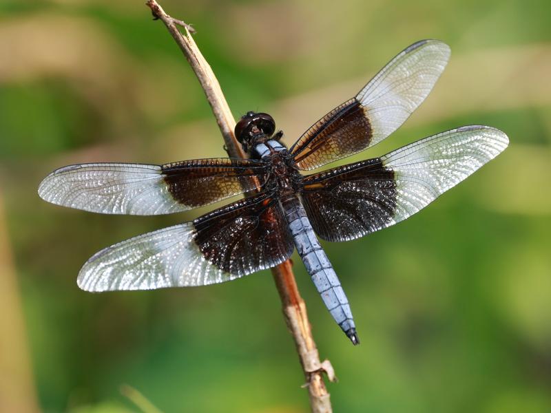 Photo of Widow Skimmer