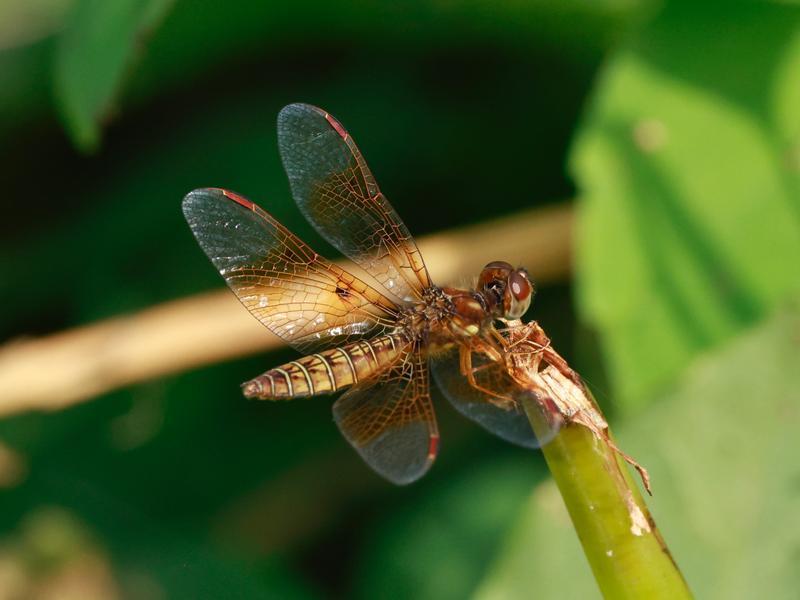 Photo of Eastern Amberwing
