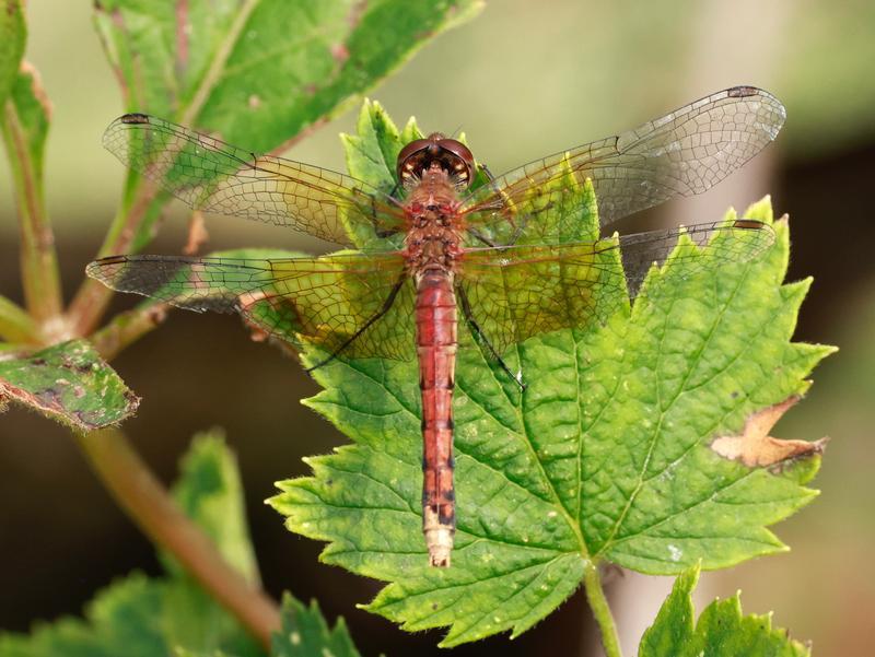 Photo of Band-winged Meadowhawk