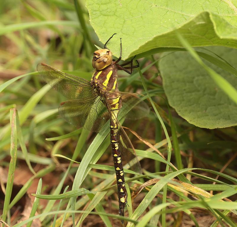 Photo of Lance-tipped Darner