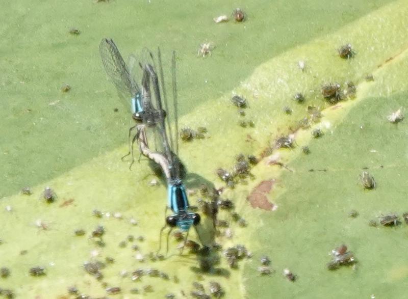 Photo of Skimming Bluet