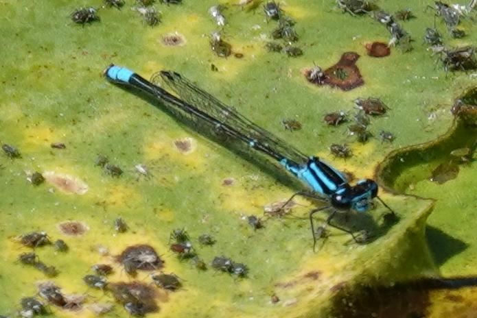 Photo of Skimming Bluet
