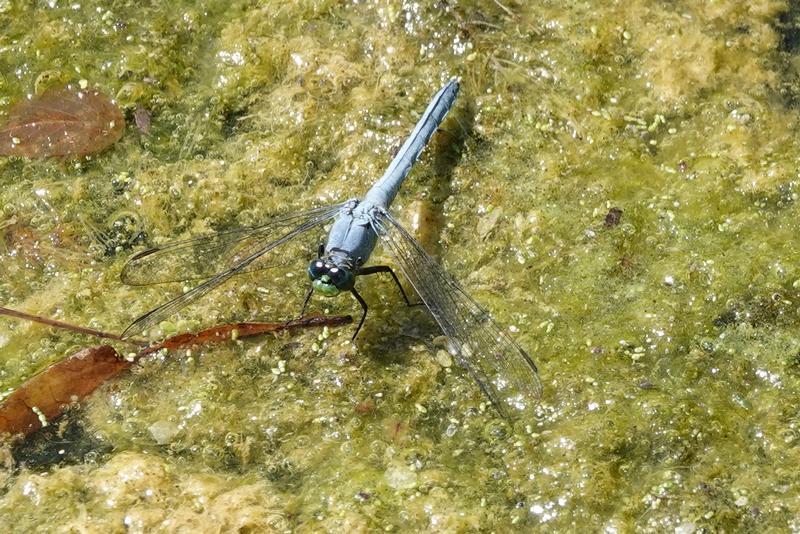 Photo of Eastern Pondhawk