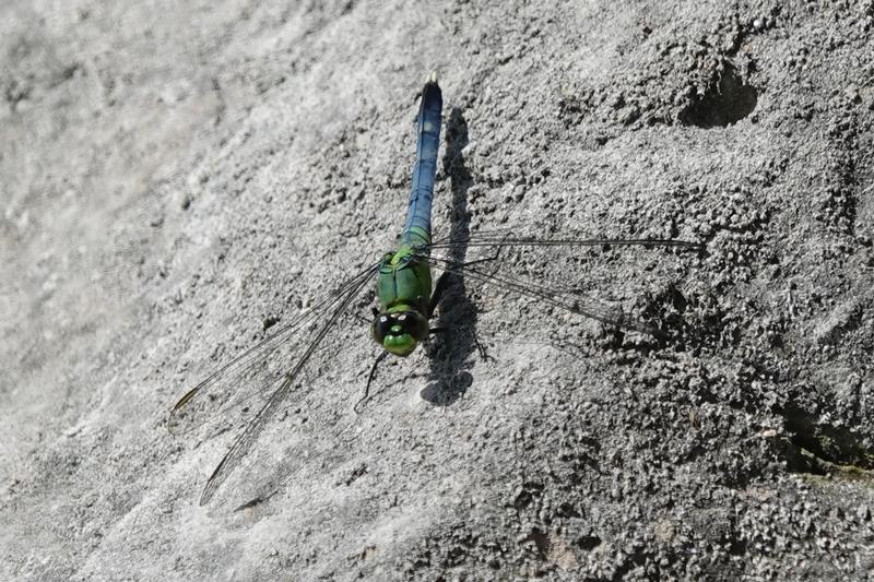 Photo of Eastern Pondhawk