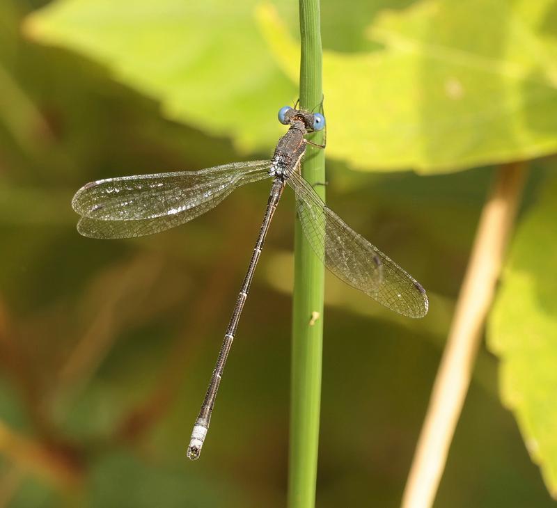 Photo of Spotted Spreadwing