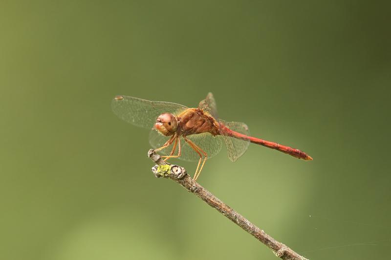 Photo of Autumn Meadowhawk