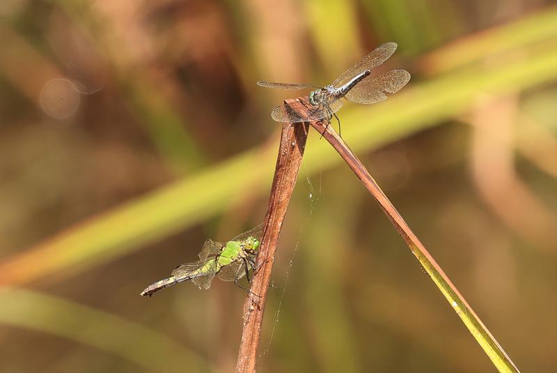 Photo of Eastern Pondhawk