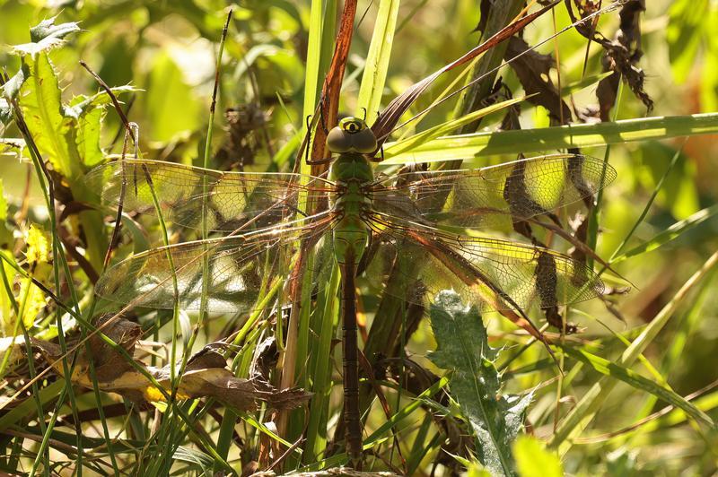 Photo of Common Green Darner