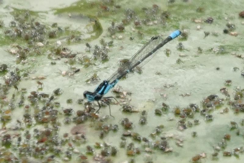 Photo of Skimming Bluet