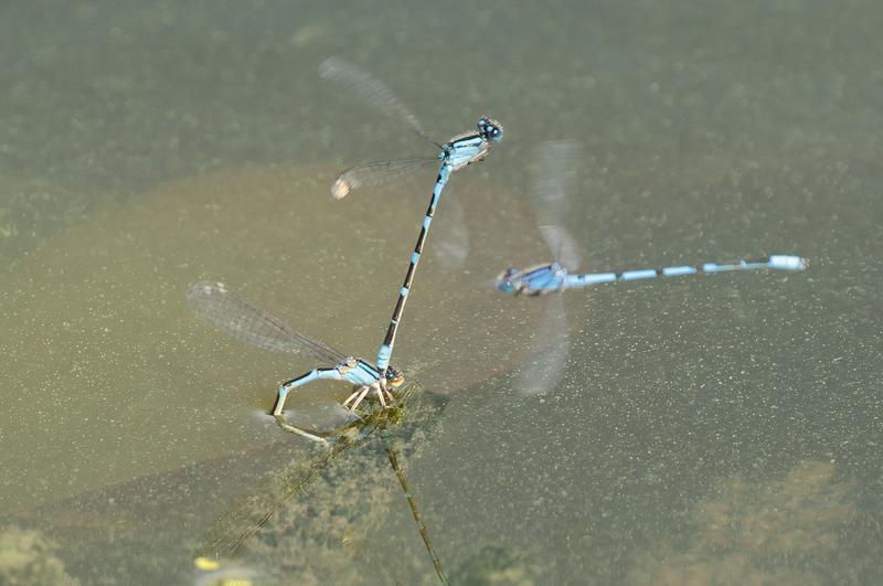 Photo of Tule Bluet