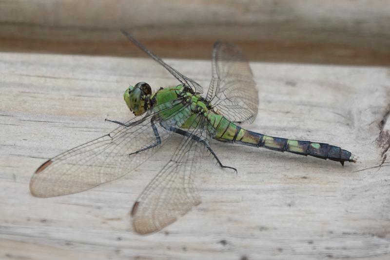 Photo of Eastern Pondhawk