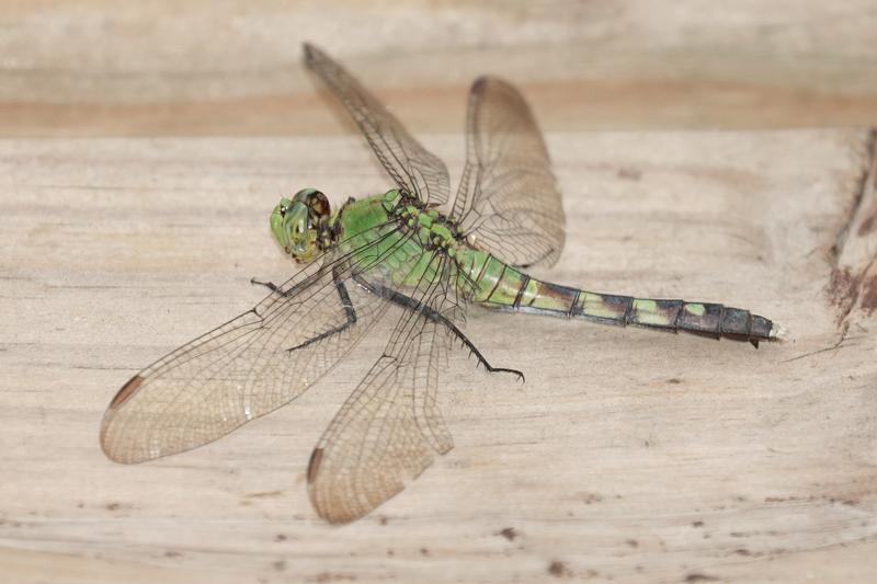 Photo of Eastern Pondhawk