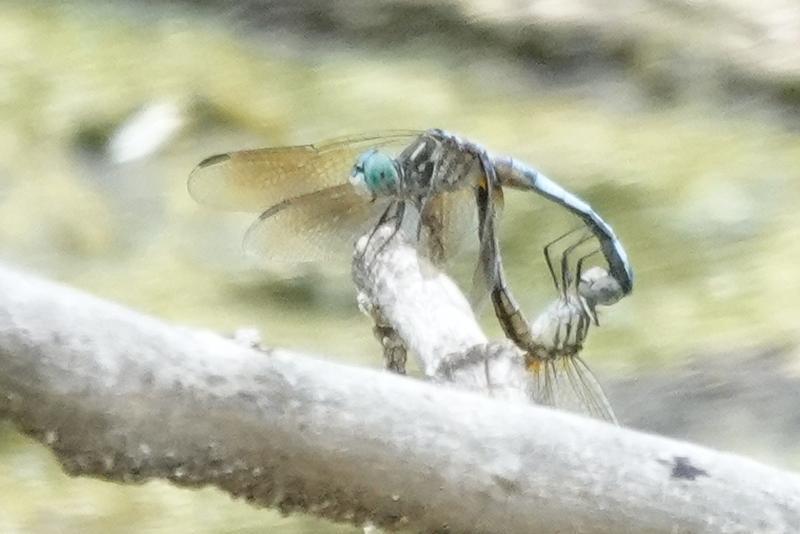 Photo of Blue Dasher