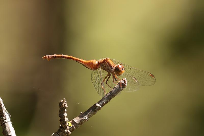 Photo of Autumn Meadowhawk