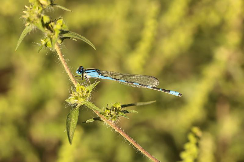Photo of Tule Bluet