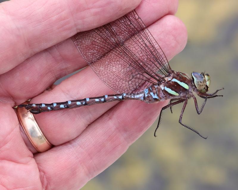 Photo of Black-tipped Darner