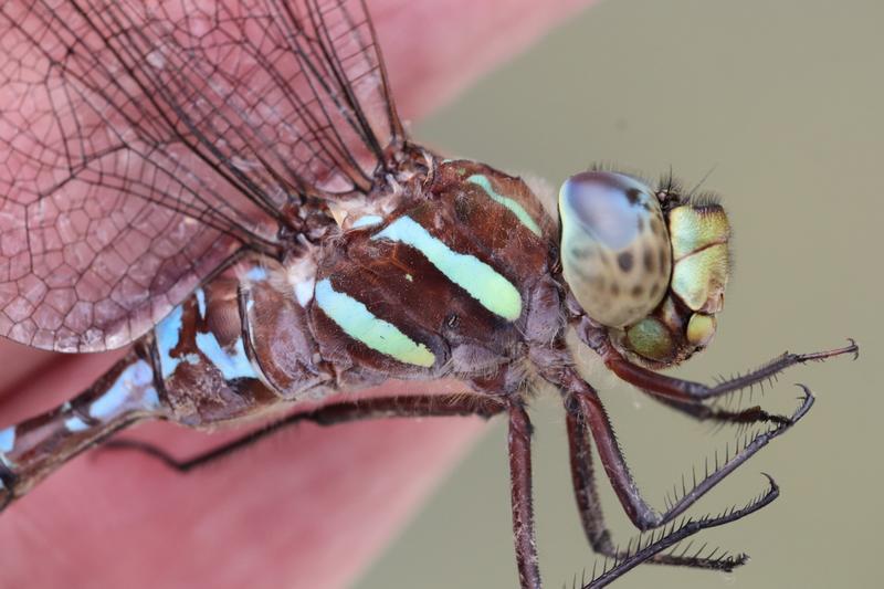 Photo of Black-tipped Darner