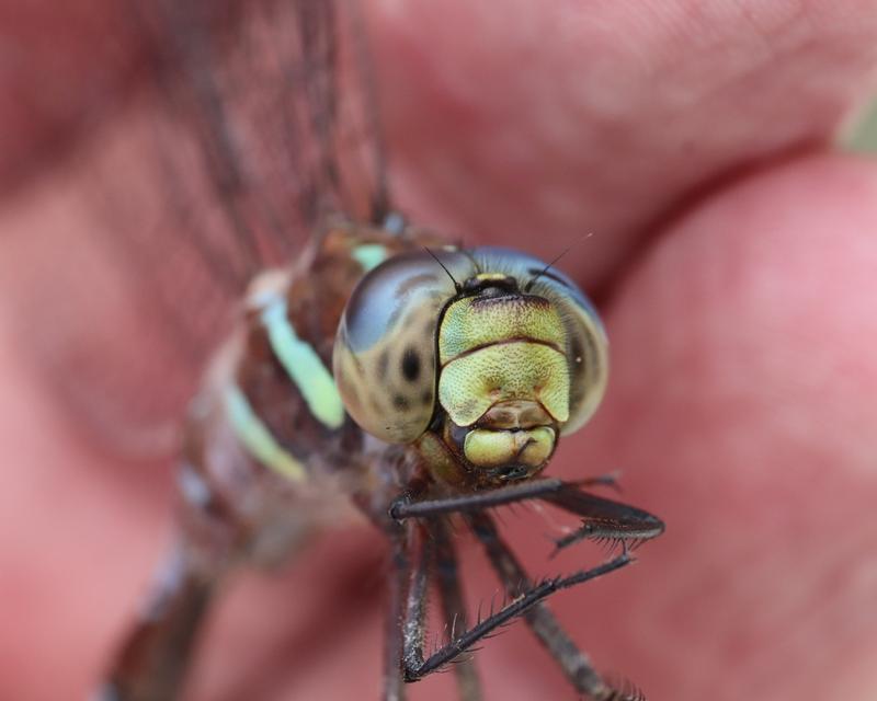 Photo of Black-tipped Darner