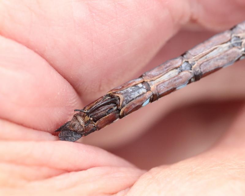 Photo of Black-tipped Darner
