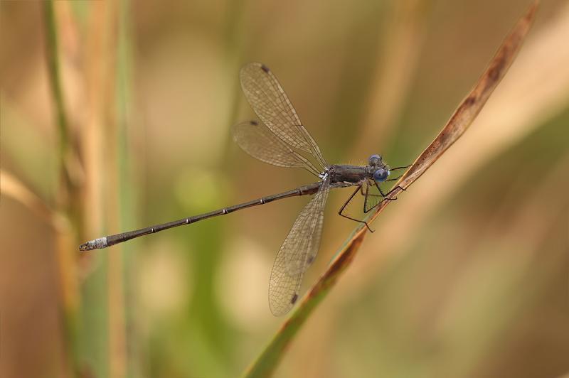 Photo of Spotted Spreadwing