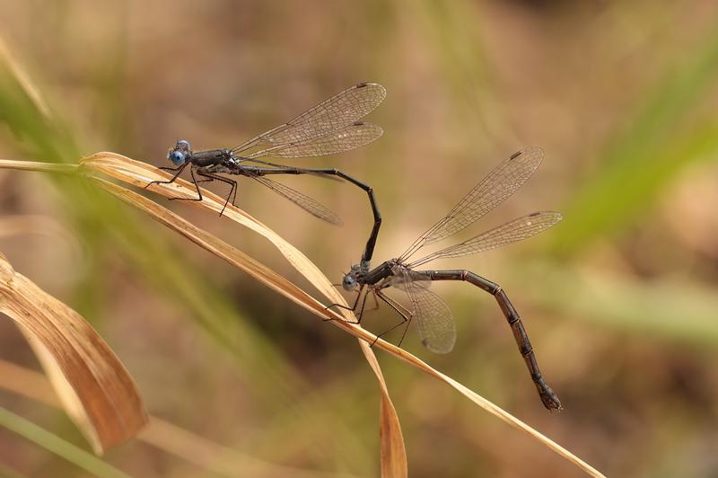 Photo of Spotted Spreadwing