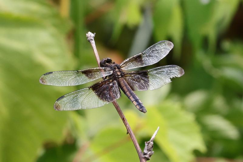 Photo of Widow Skimmer