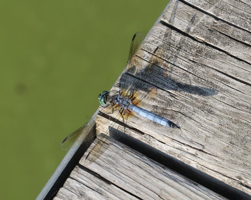Photo of Blue Dasher