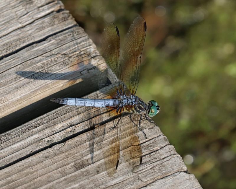 Photo of Blue Dasher
