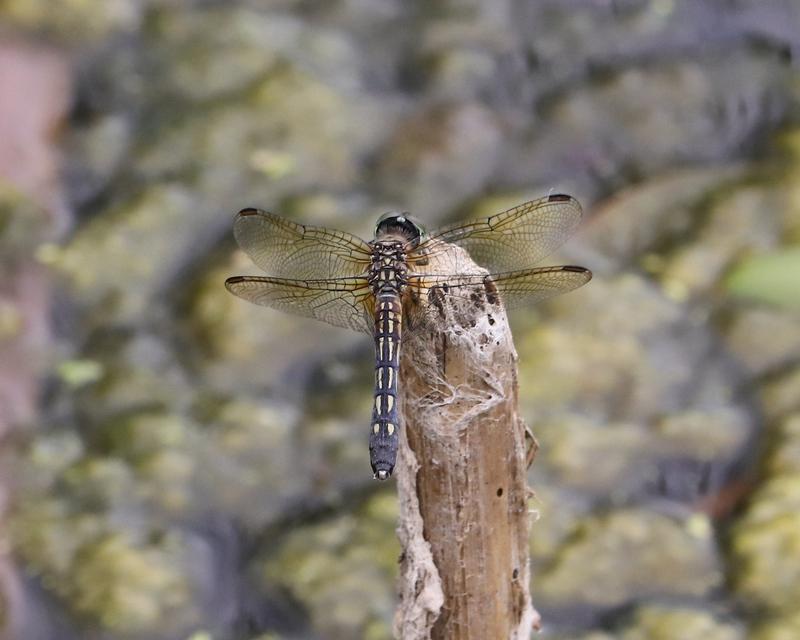 Photo of Blue Dasher