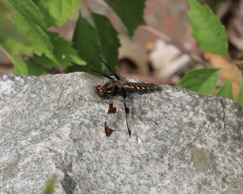 Photo of Common Whitetail