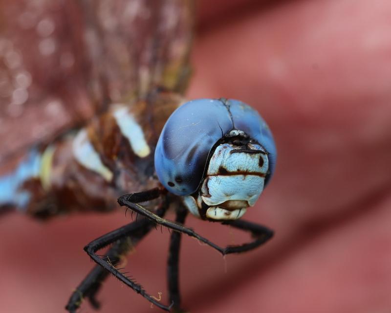 Photo of Blue-eyed Darner