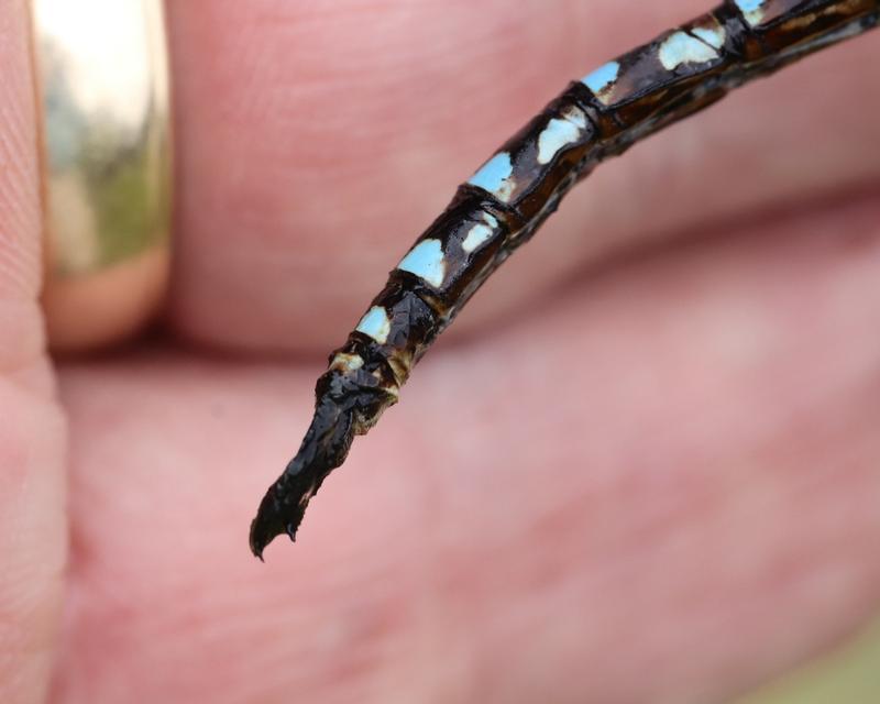 Photo of Blue-eyed Darner
