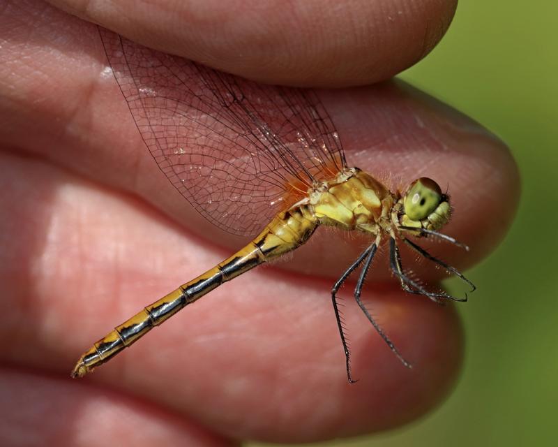 Photo of White-faced Meadowhawk
