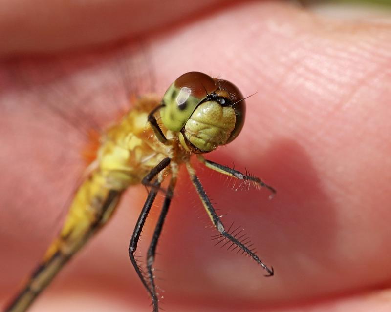 Photo of White-faced Meadowhawk