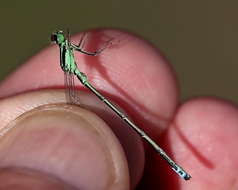 Photo of Eastern Forktail