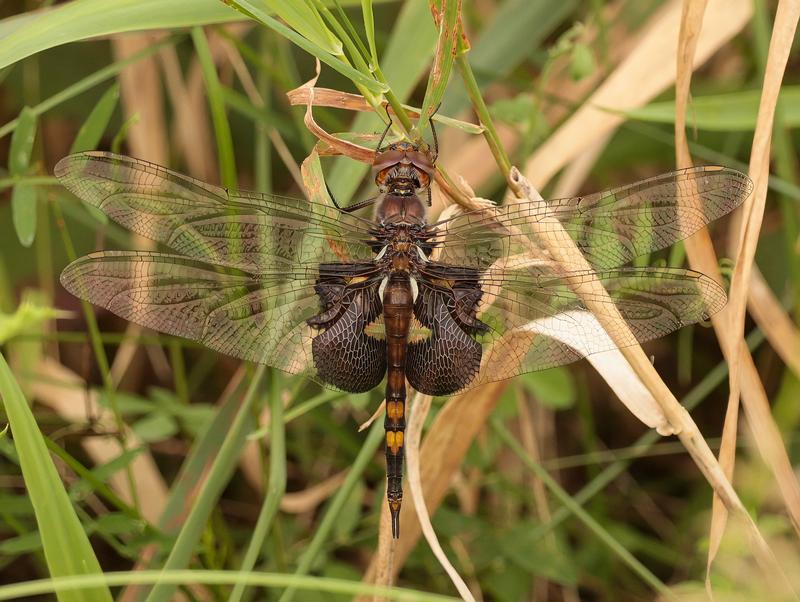 Photo of Black Saddlebags