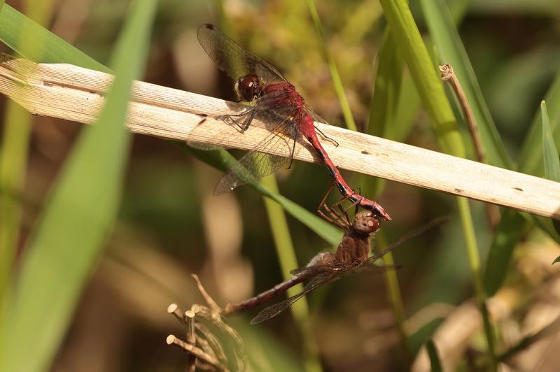 Photo of White-faced Meadowhawk