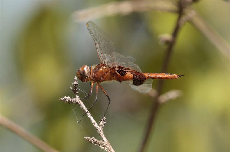 Photo of Red Saddlebags