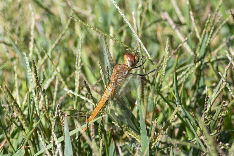 Photo of Wandering Glider