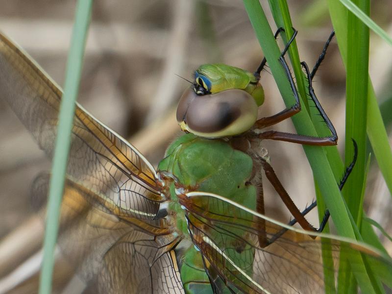Photo of Common Green Darner
