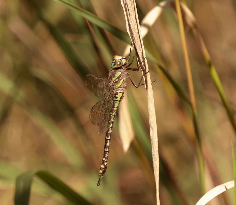 Photo of Canada Darner