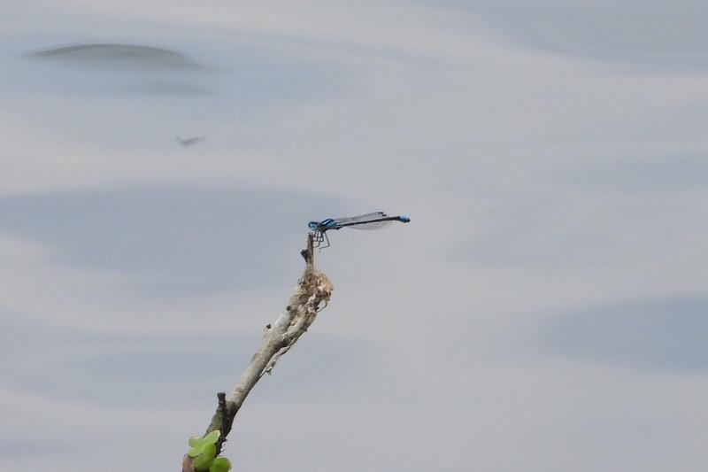 Photo of Skimming Bluet