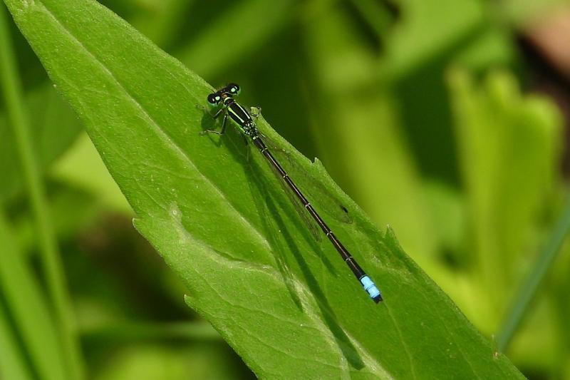 Photo of Eastern Forktail