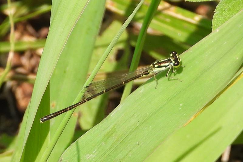 Photo of Fragile Forktail
