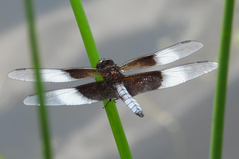 Photo of Widow Skimmer