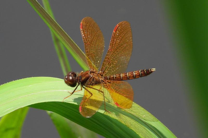 Photo of Eastern Amberwing